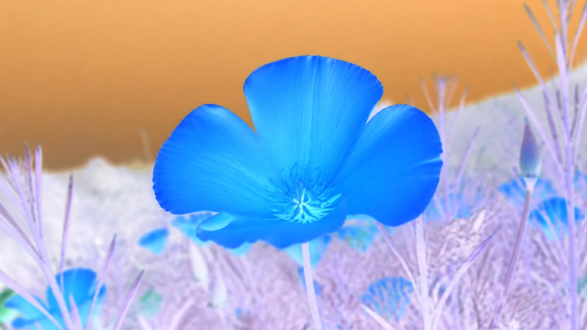 The same orange poppy after a full RGB invert, petals cyan and sky warm.