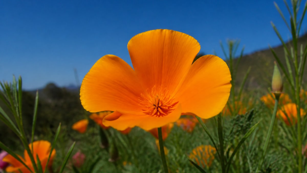 Original orange poppy under a blue sky, before invert.